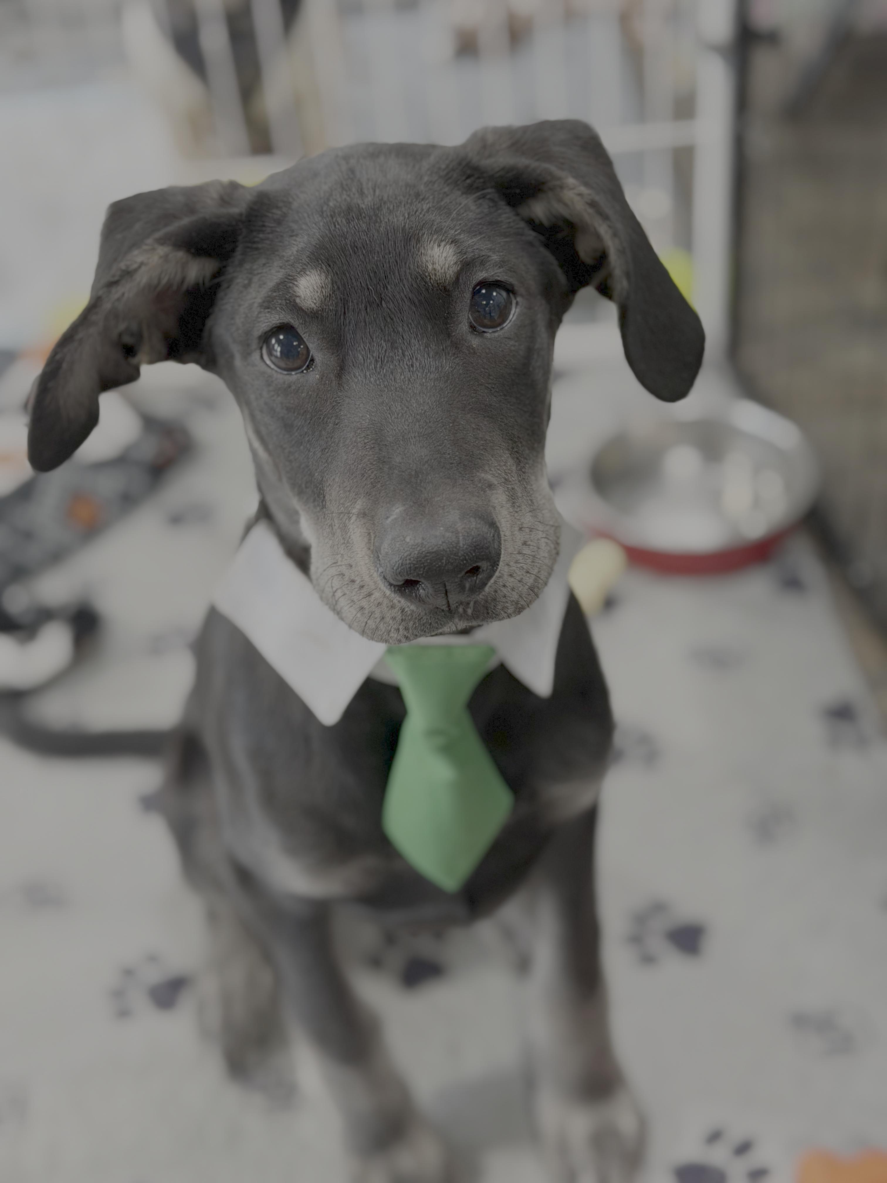 Enlarge Larry, a Adoptable Labrador Retriever in Knoxville, TN image 2/4