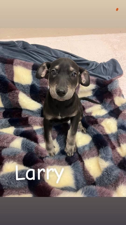 Enlarge Larry, a Adoptable Labrador Retriever in Knoxville, TN image 3/4