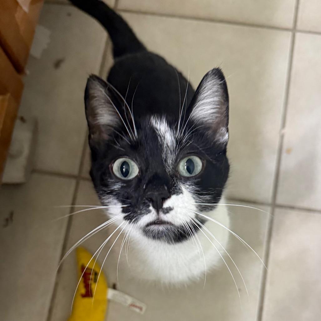 Cookie, Adoptable, Young Female Domestic Short Hair.