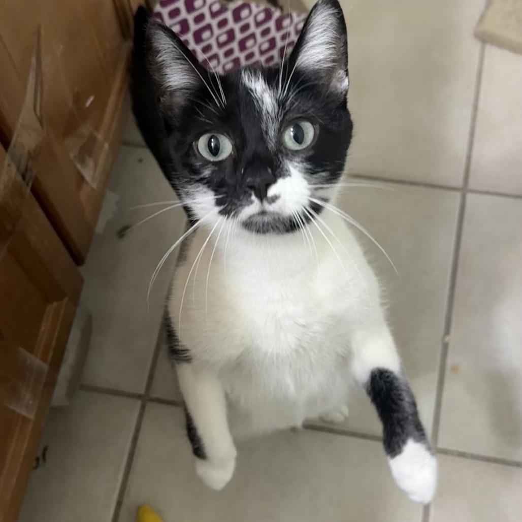 Enlarge Cookie, a Adoptable Domestic Short Hair in Frederick, MD image 2/4