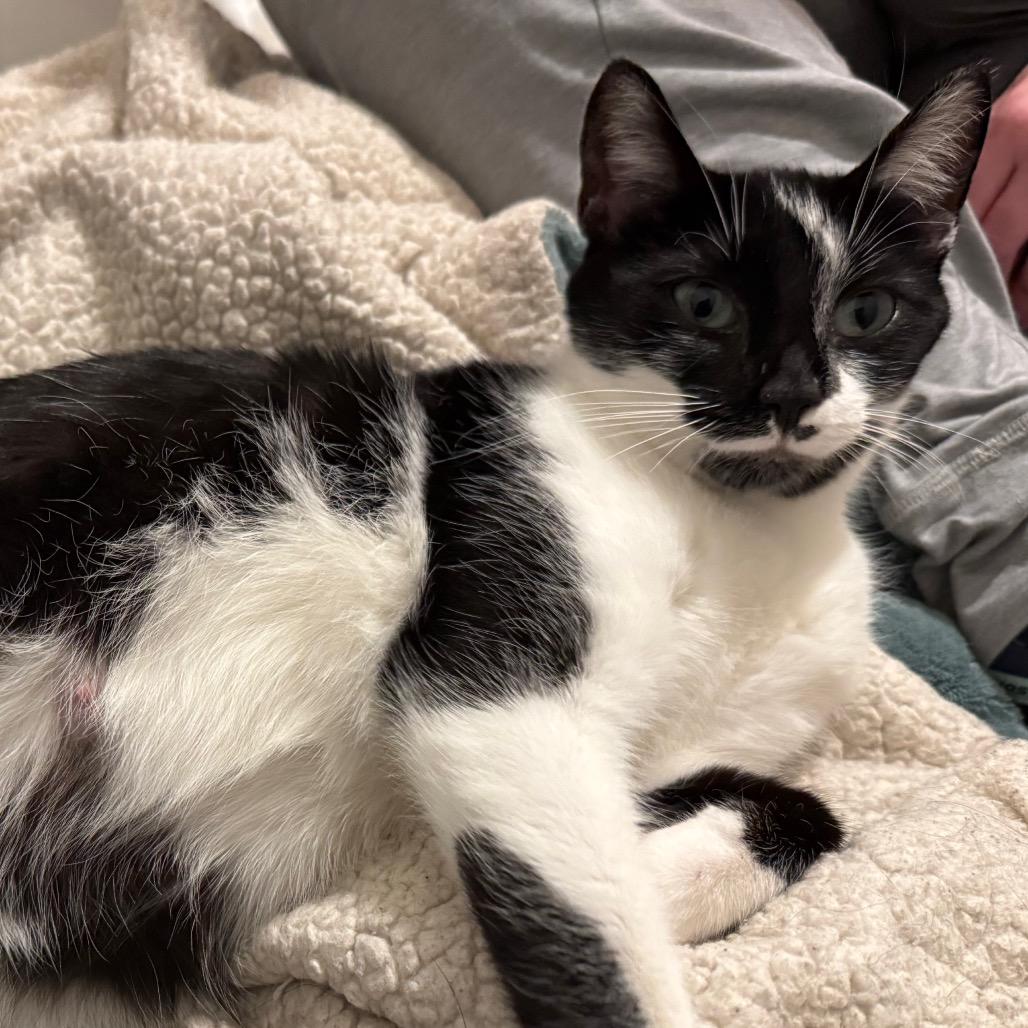 Enlarge Cookie, a Adoptable Domestic Short Hair in Frederick, MD image 3/4