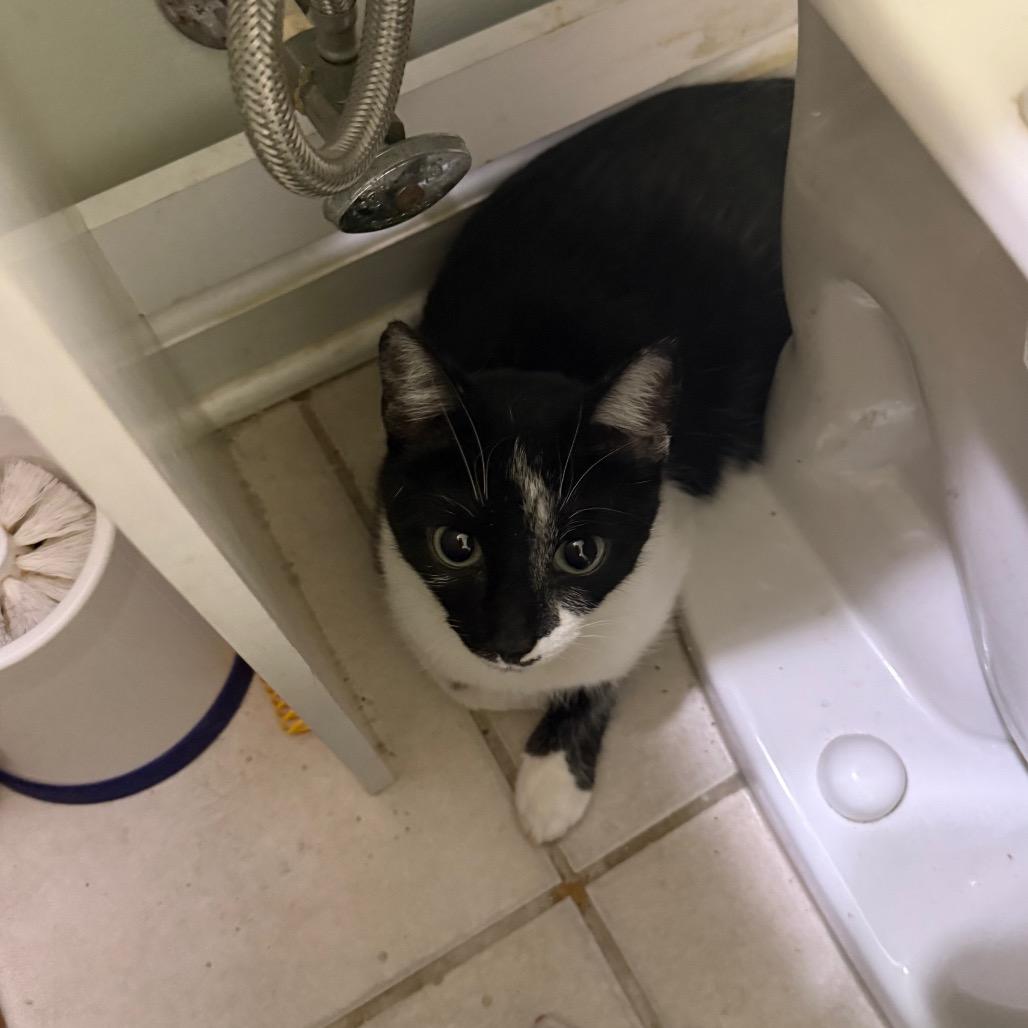 Enlarge Cookie, a Adoptable Domestic Short Hair in Frederick, MD image 4/4