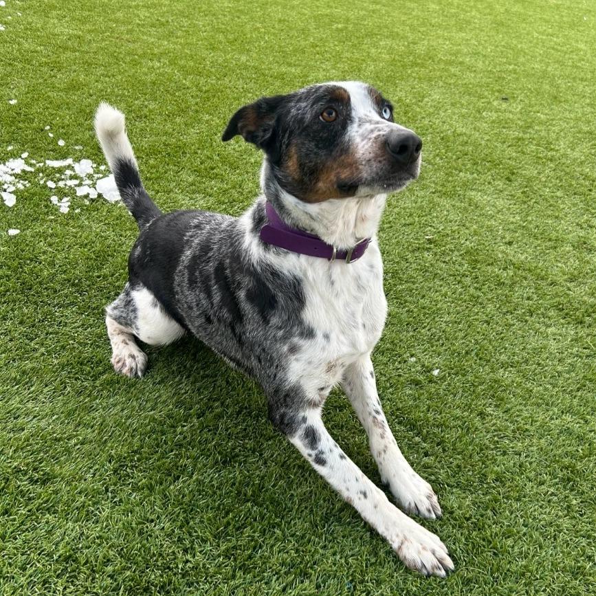 Tortie, Adoptable, Adult Male Australian Cattle Dog / Blue Heeler.