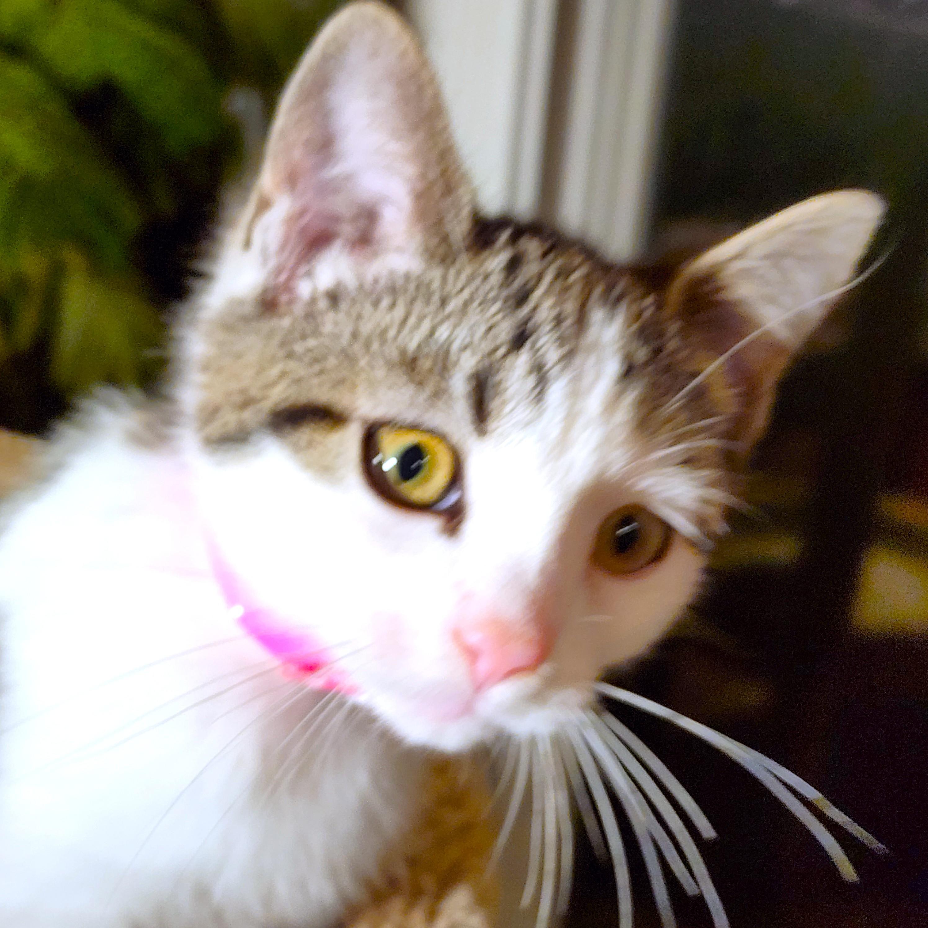 CANDY CUTENESS!