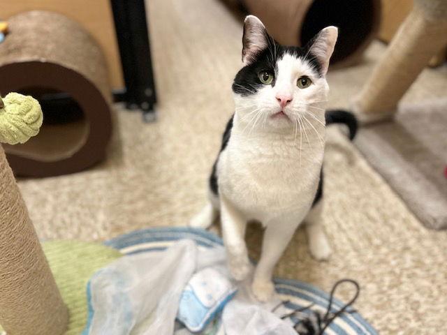 Johnny, Adoptable, Adult Male Domestic Short Hair.