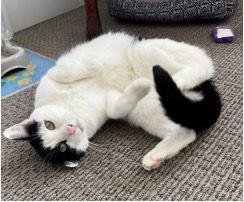 Enlarge Johnny, a Adoptable Domestic Short Hair in Mission Viejo, CA image 1/3