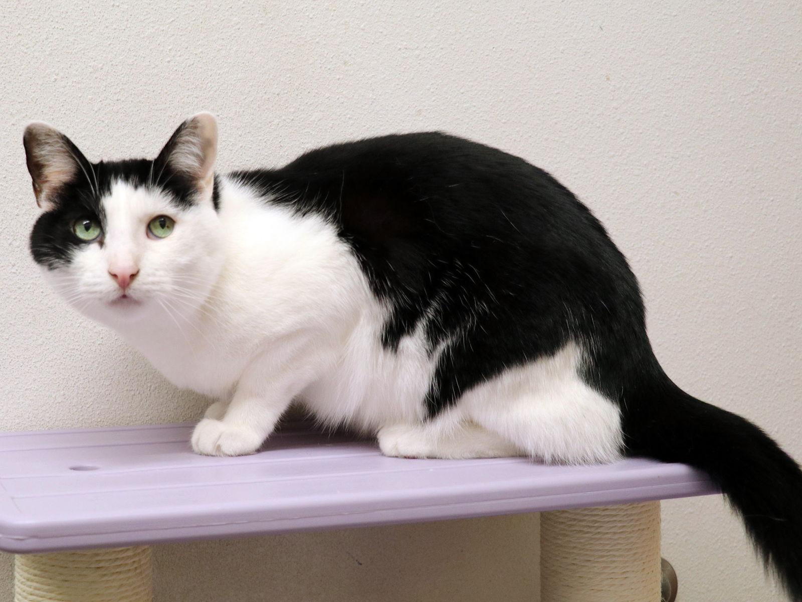Enlarge Johnny, a Adoptable Domestic Short Hair in Mission Viejo, CA image 2/3