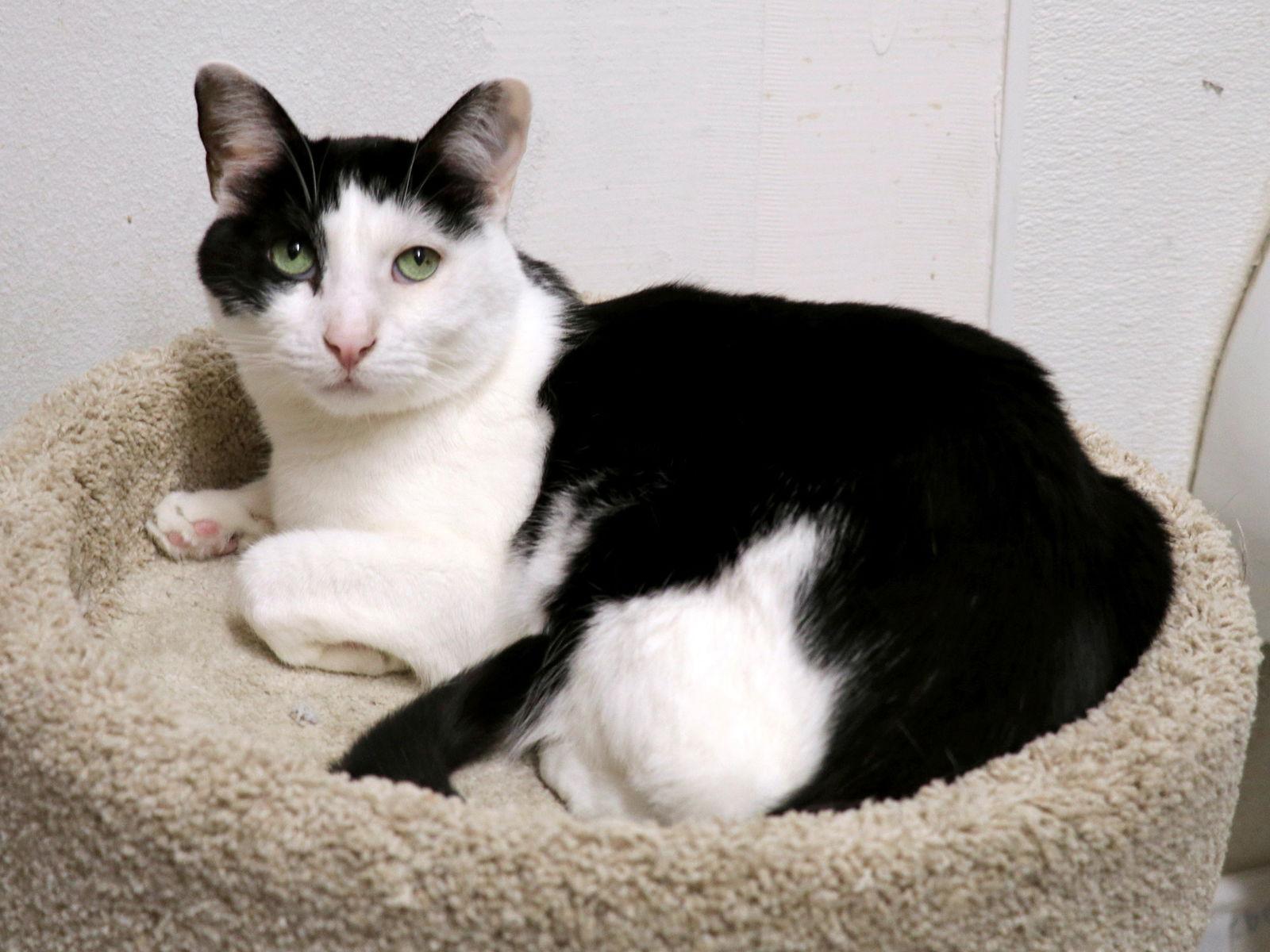 Enlarge Johnny, a Adoptable Domestic Short Hair in Mission Viejo, CA image 3/3
