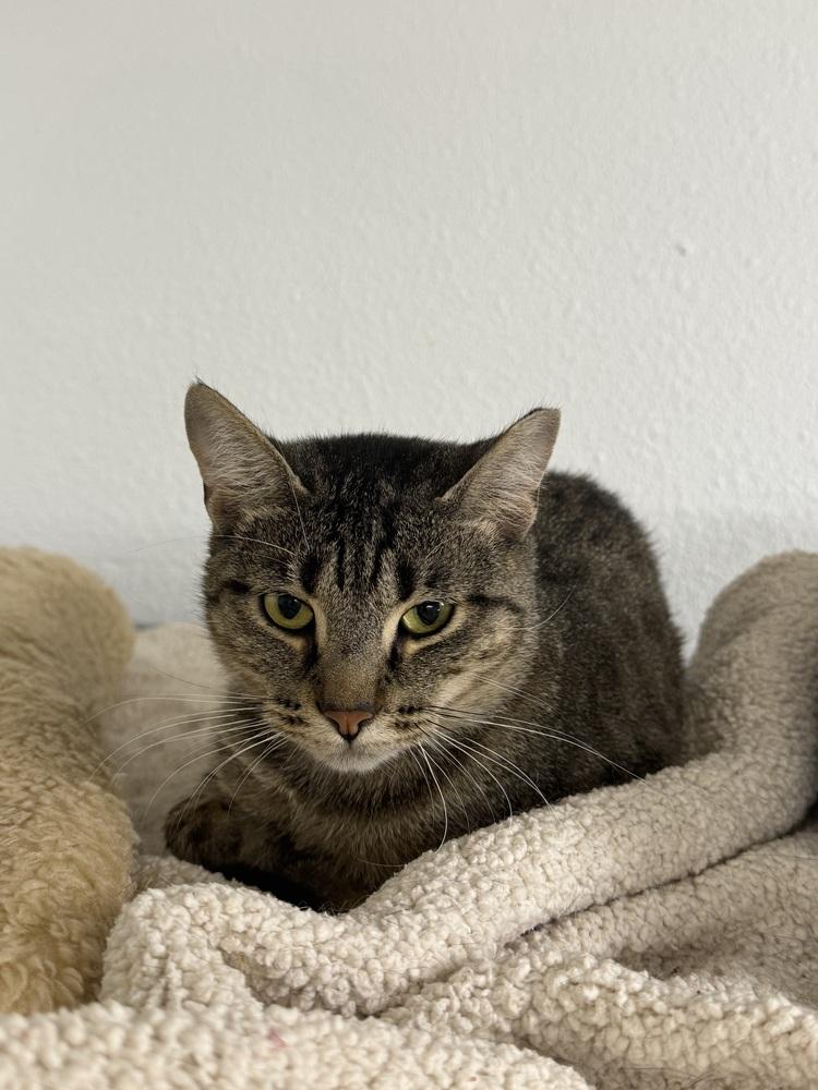 Molly, Adoptable, Adult Female Domestic Short Hair & Tabby.