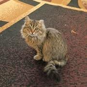 Baby Fluffball thumbnail 2