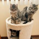 Baby Fluffball thumbnail 3