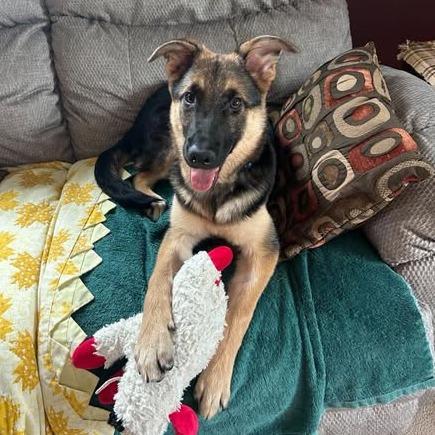 Leroy, Adoptable, Young Male German Shepherd Dog & Mixed Breed.