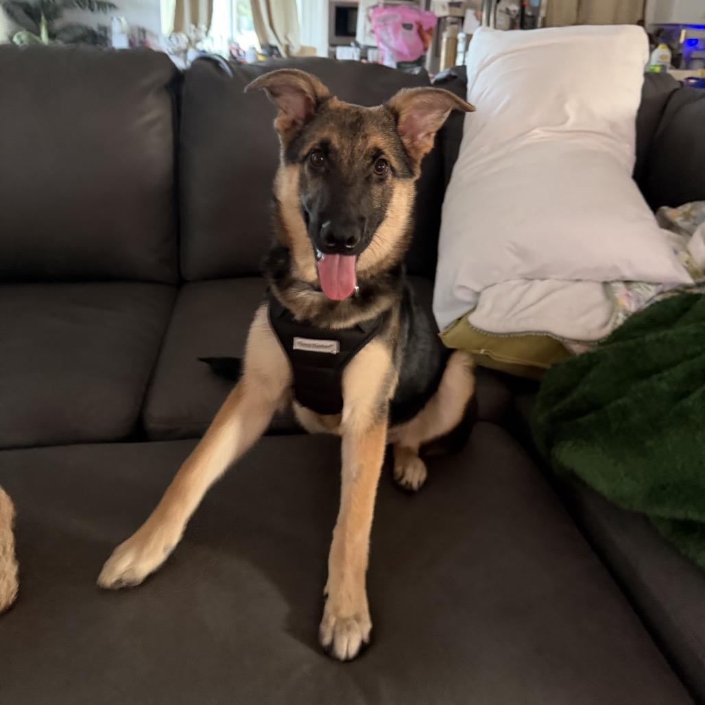 Enlarge Leroy, a Adoptable mixed breed in Alma, WI image 2/6