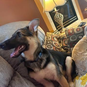 Enlarge Leroy, a Adoptable mixed breed in Alma, WI image 3/6