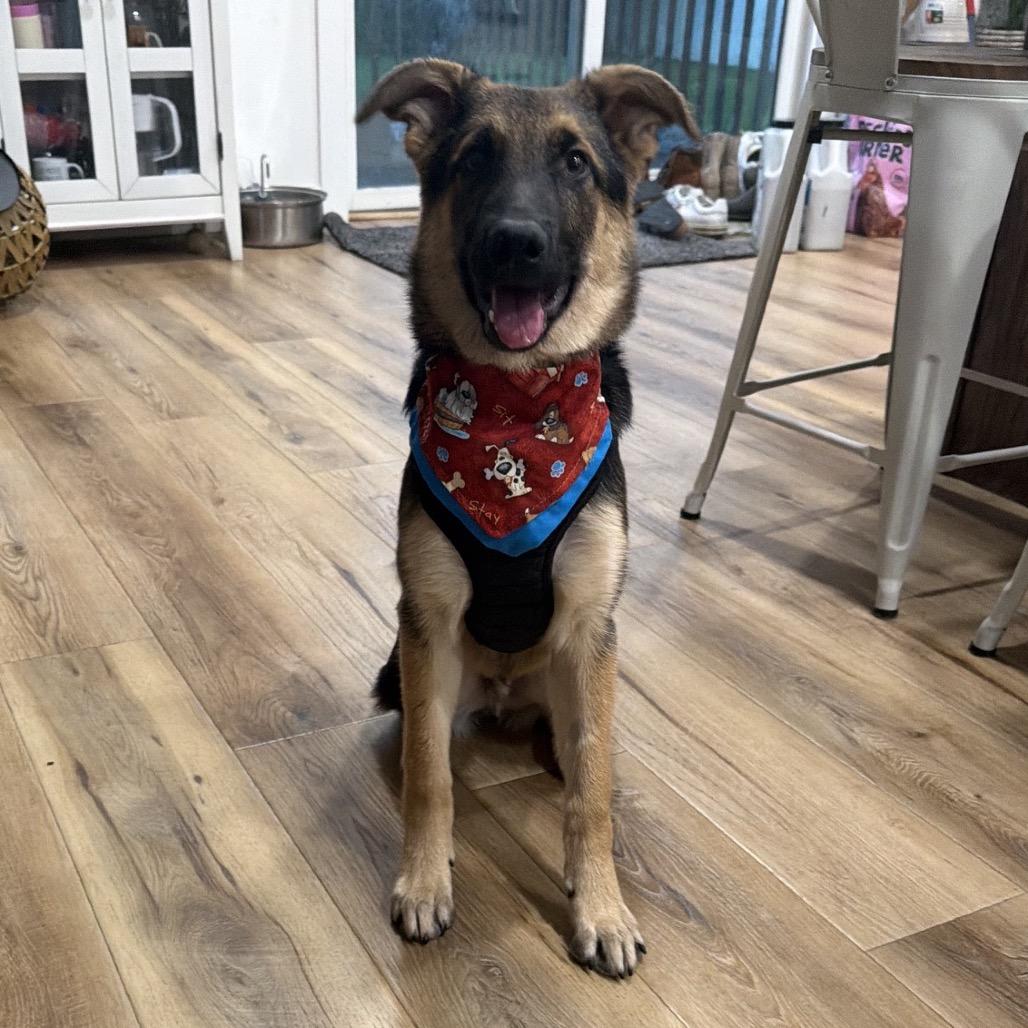 Enlarge Leroy, a Adoptable mixed breed in Alma, WI image 4/6