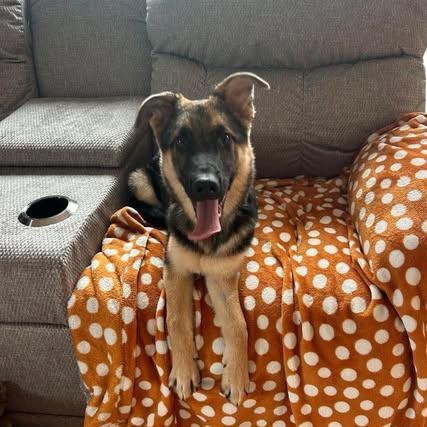 Enlarge Leroy, a Adoptable mixed breed in Alma, WI image 5/6