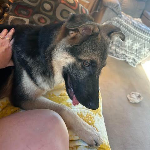 Enlarge Leroy, a Adoptable mixed breed in Alma, WI image 6/6