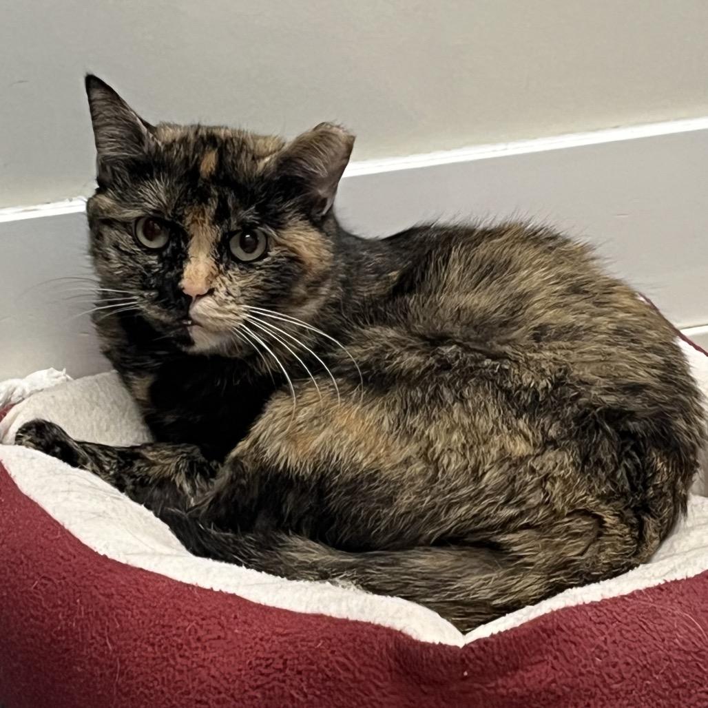 Hester, Adoptable, Senior Female Domestic Short Hair.