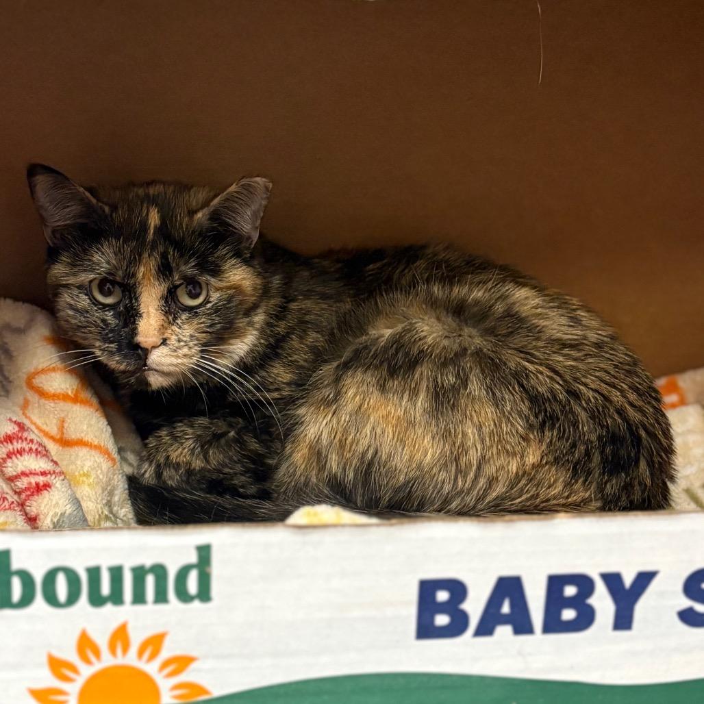 Enlarge Hester, a Adoptable Domestic Short Hair in Chicago, IL image 2/3