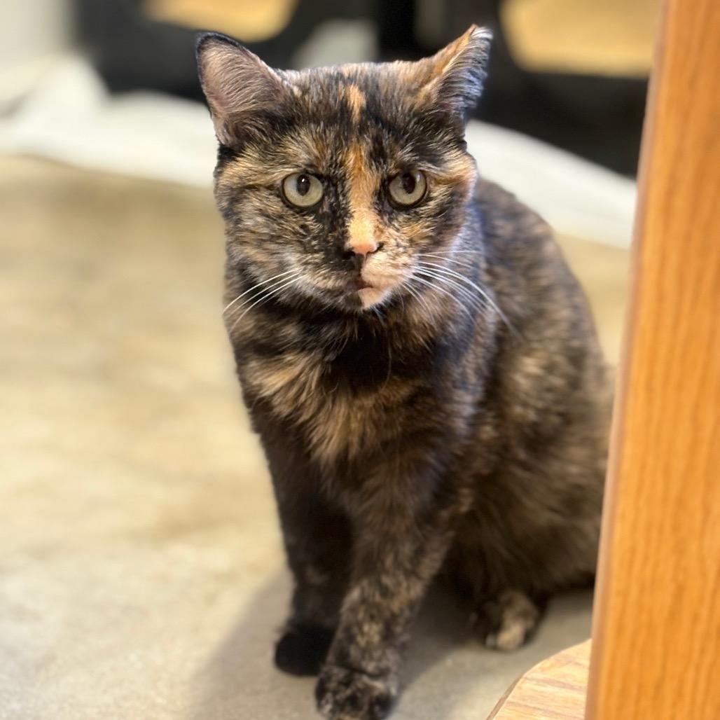 Enlarge Hester, a Adoptable Domestic Short Hair in Chicago, IL image 3/3