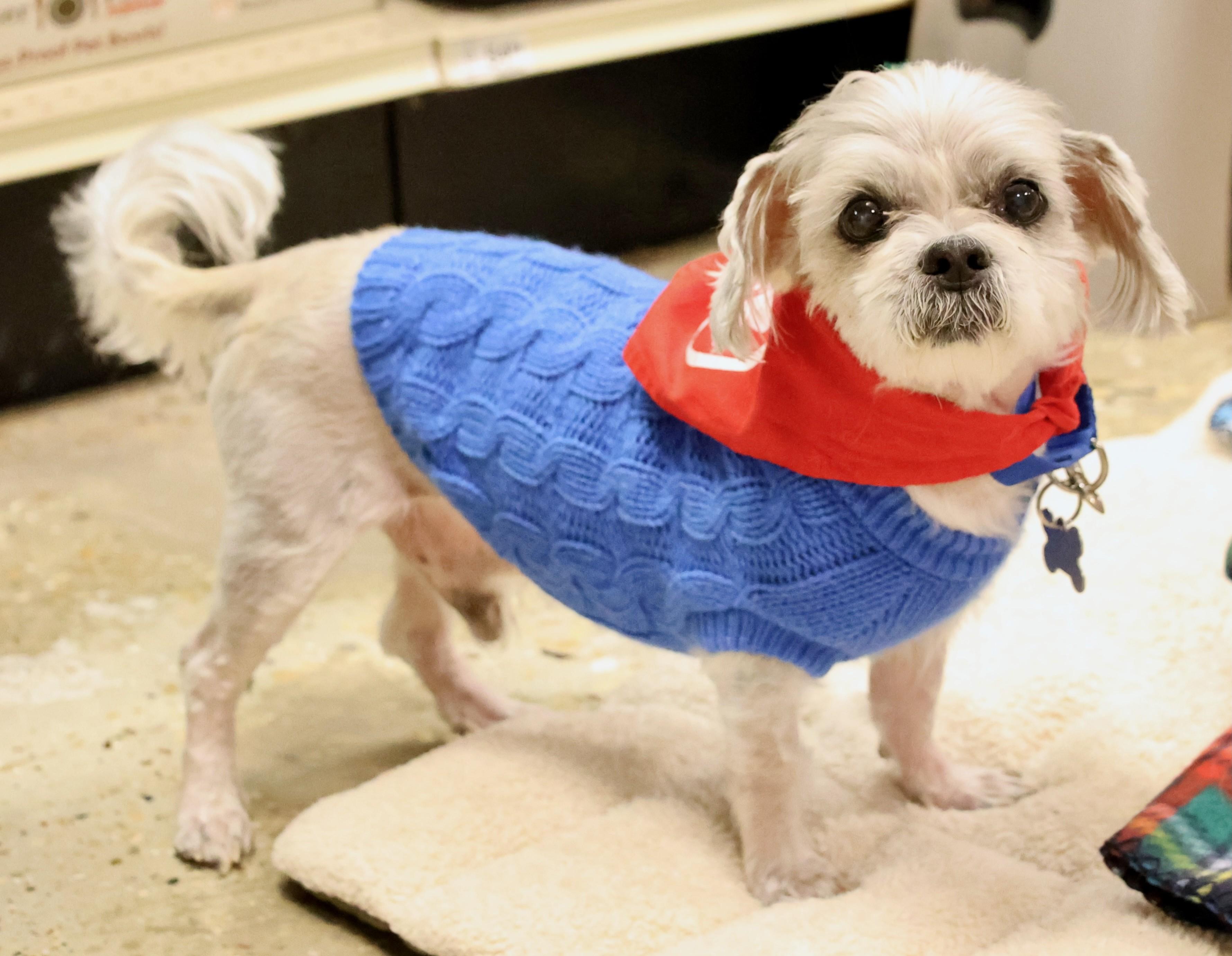 Enlarge Larry, an adoptable mixed breed in Palatine, IL image 2/6
