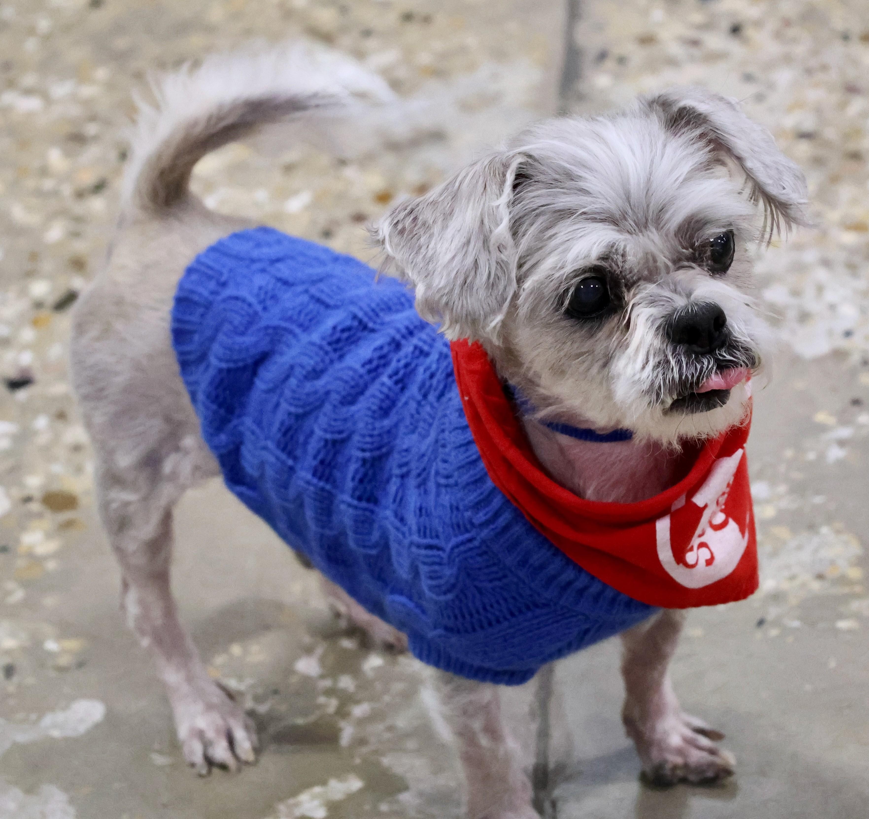 Enlarge Larry, an adoptable mixed breed in Palatine, IL image 3/6