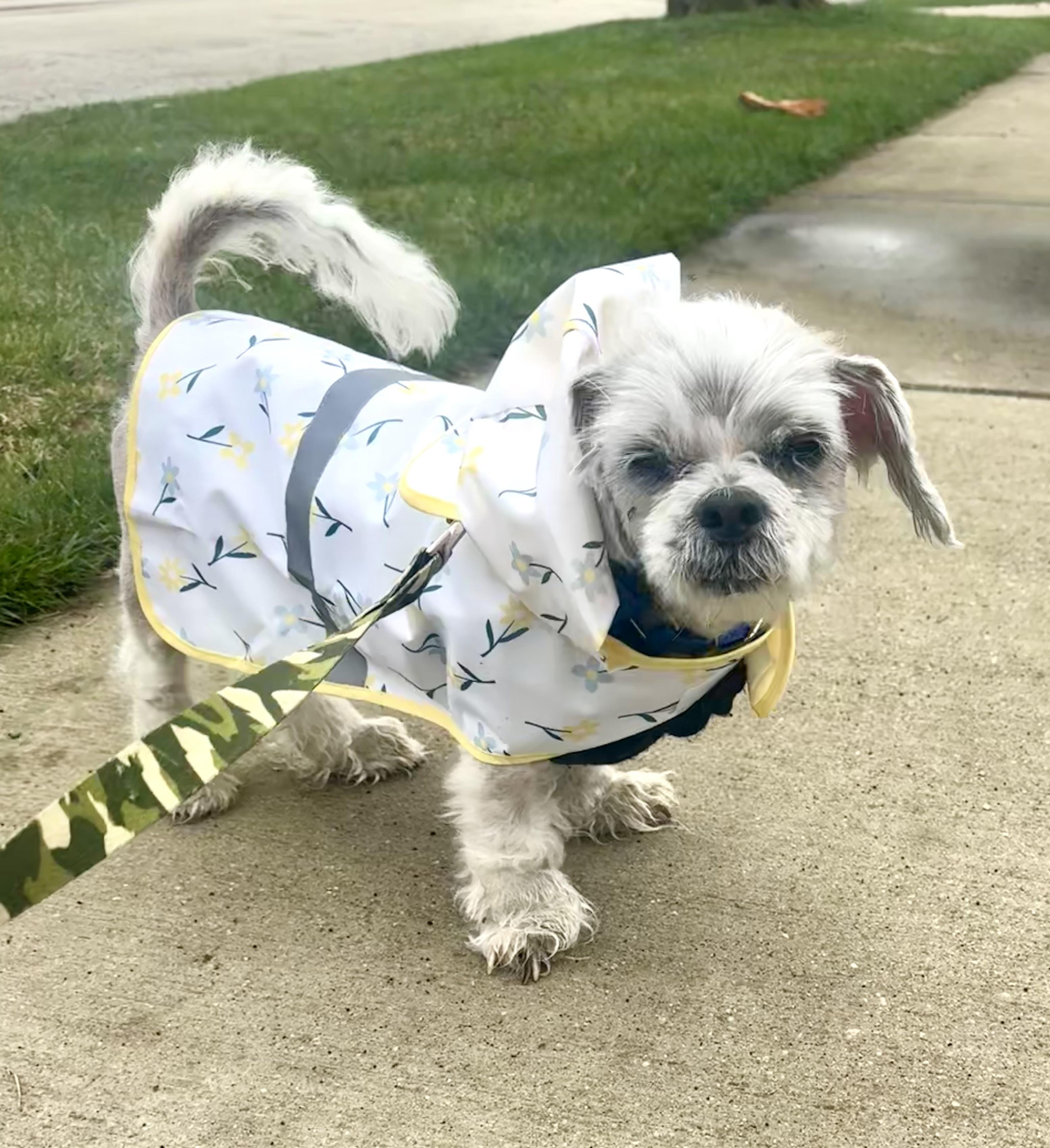 Enlarge Larry, an adoptable mixed breed in Palatine, IL image 5/6