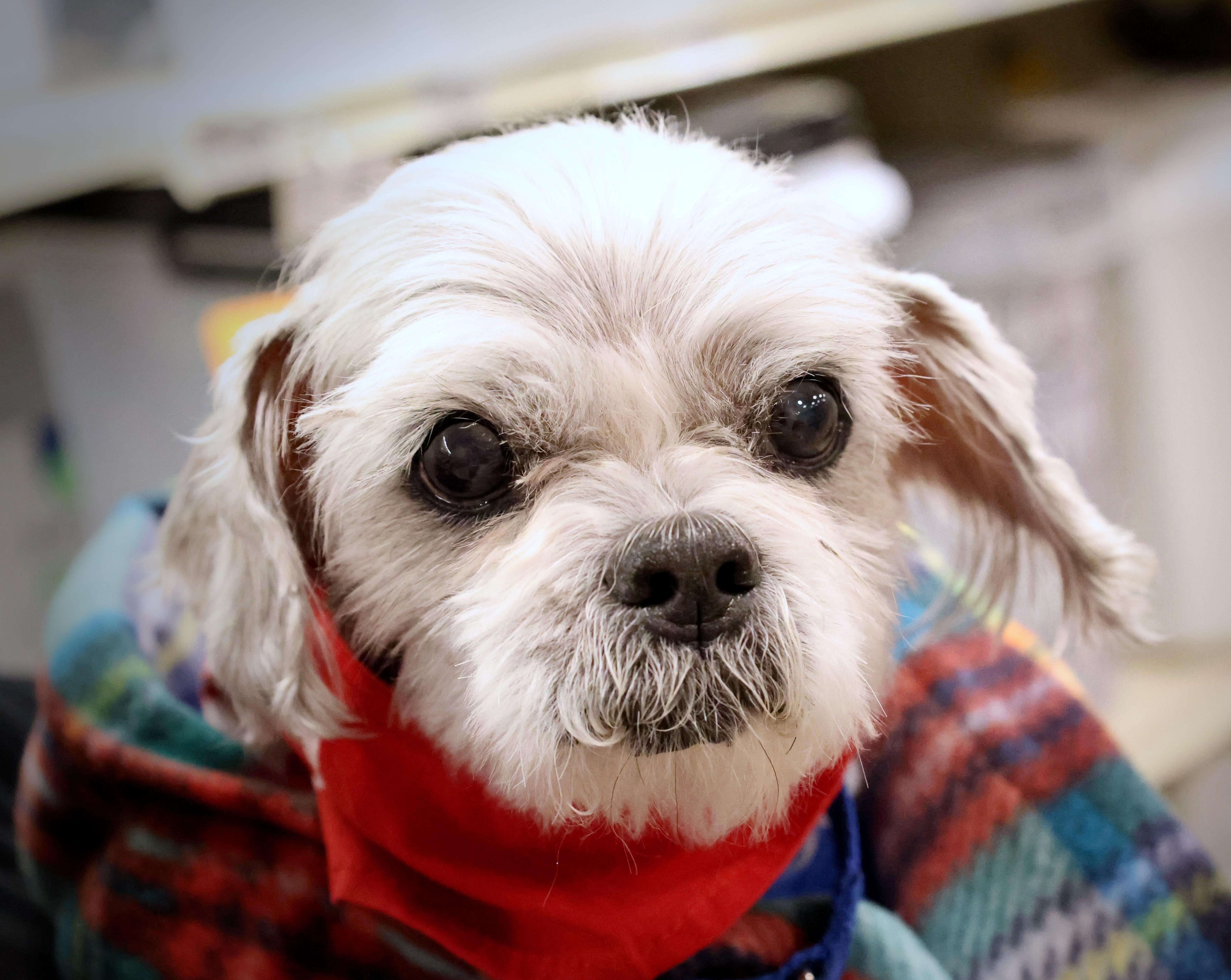 Enlarge Larry, an adoptable mixed breed in Palatine, IL image 1/6