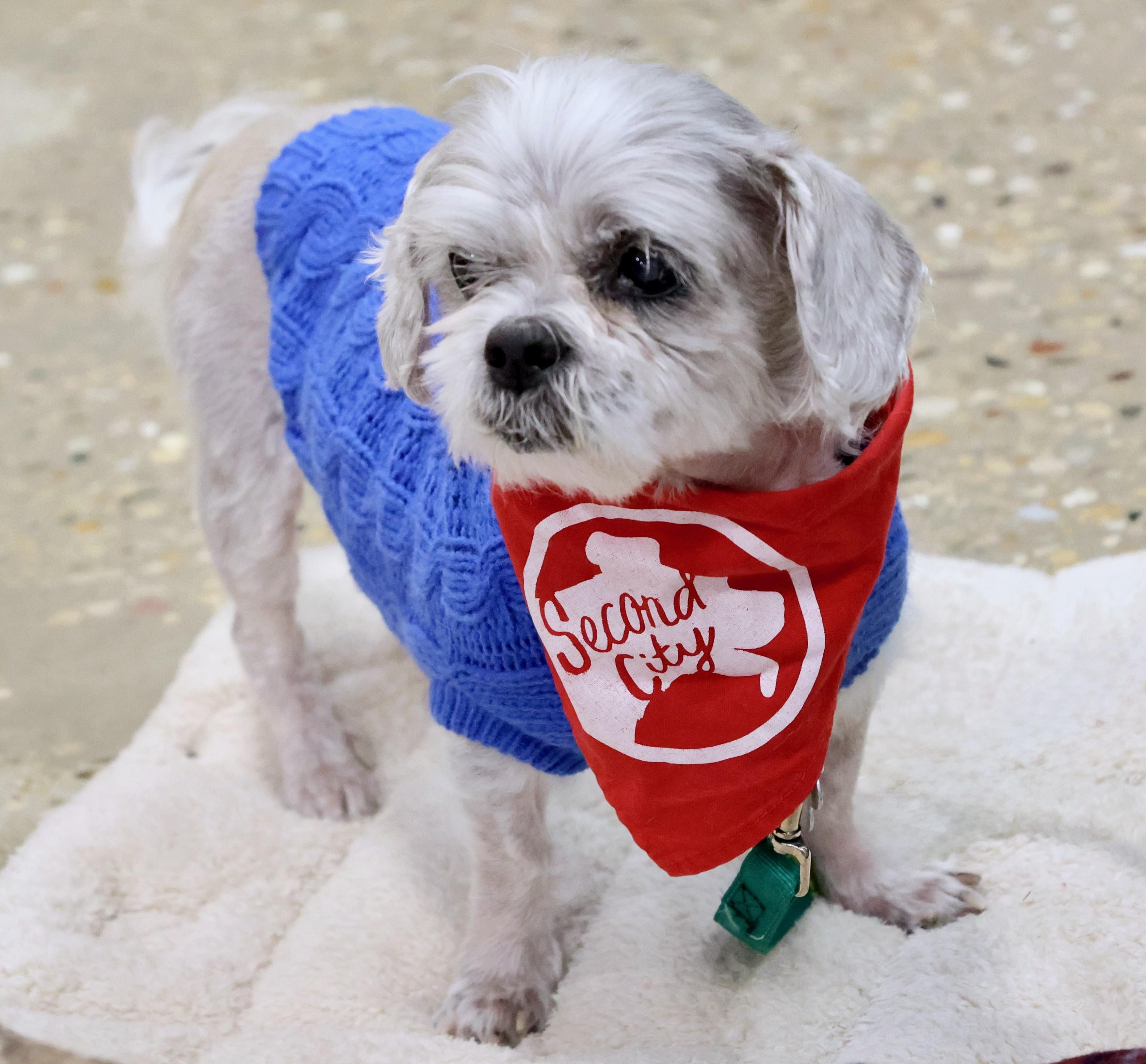 Enlarge Larry, an adoptable mixed breed in Palatine, IL image 4/6