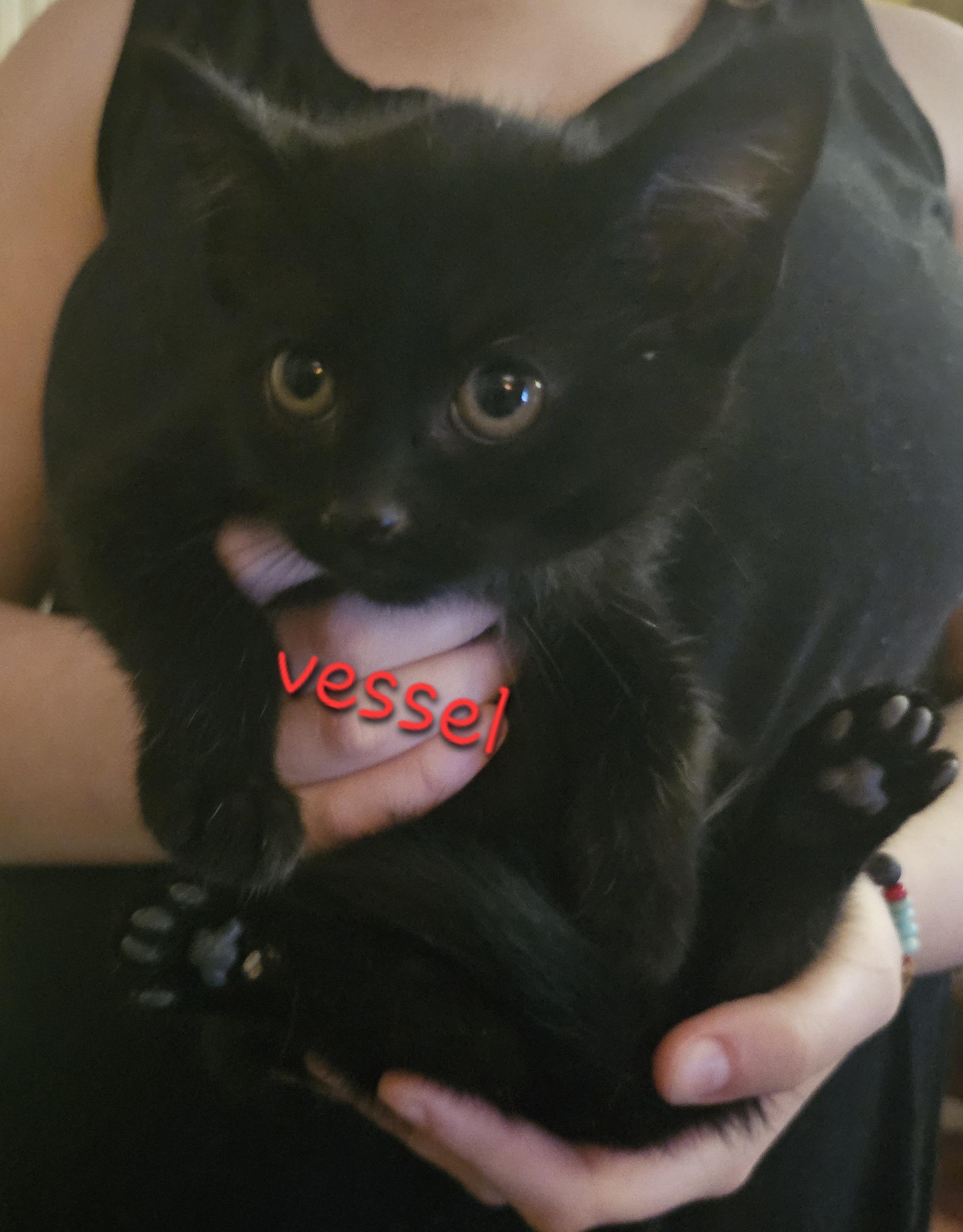 Vessel, Baby Male Bombay