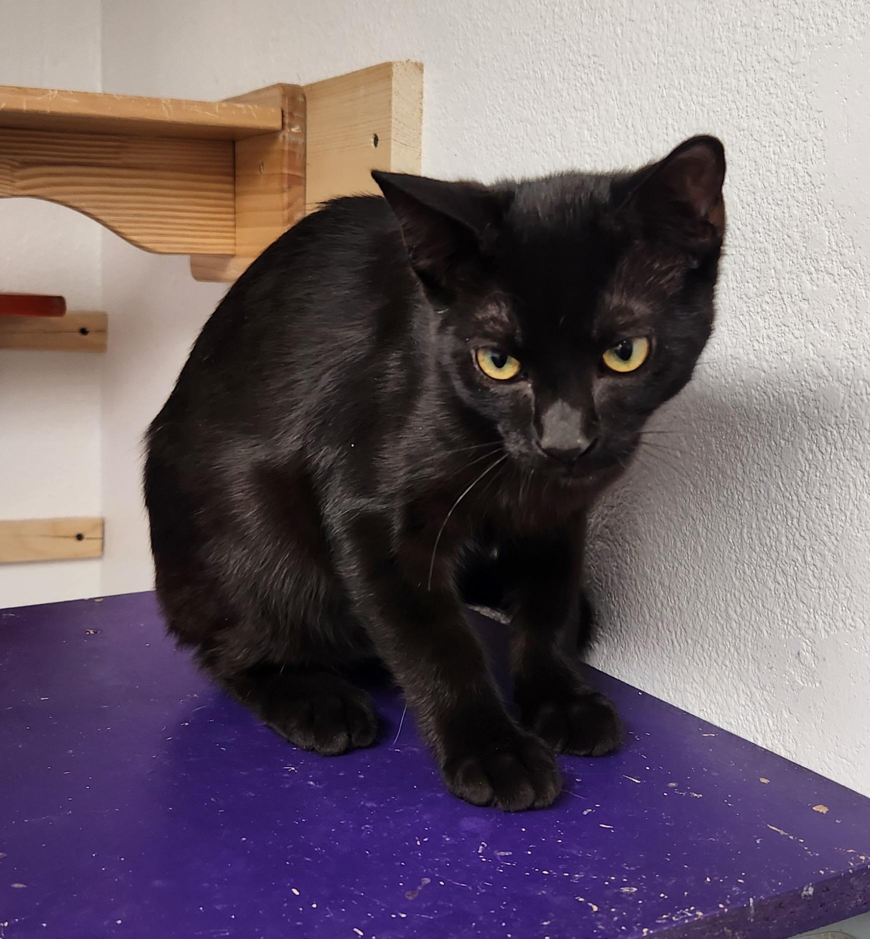 Sabastian, a ADOPTABLE Domestic Short Hair in Yarnell, AZ image 1/3