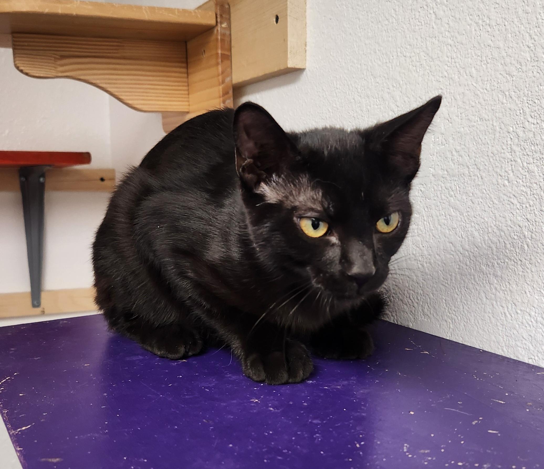 Sabastian, a ADOPTABLE Domestic Short Hair in Yarnell, AZ image 2/3