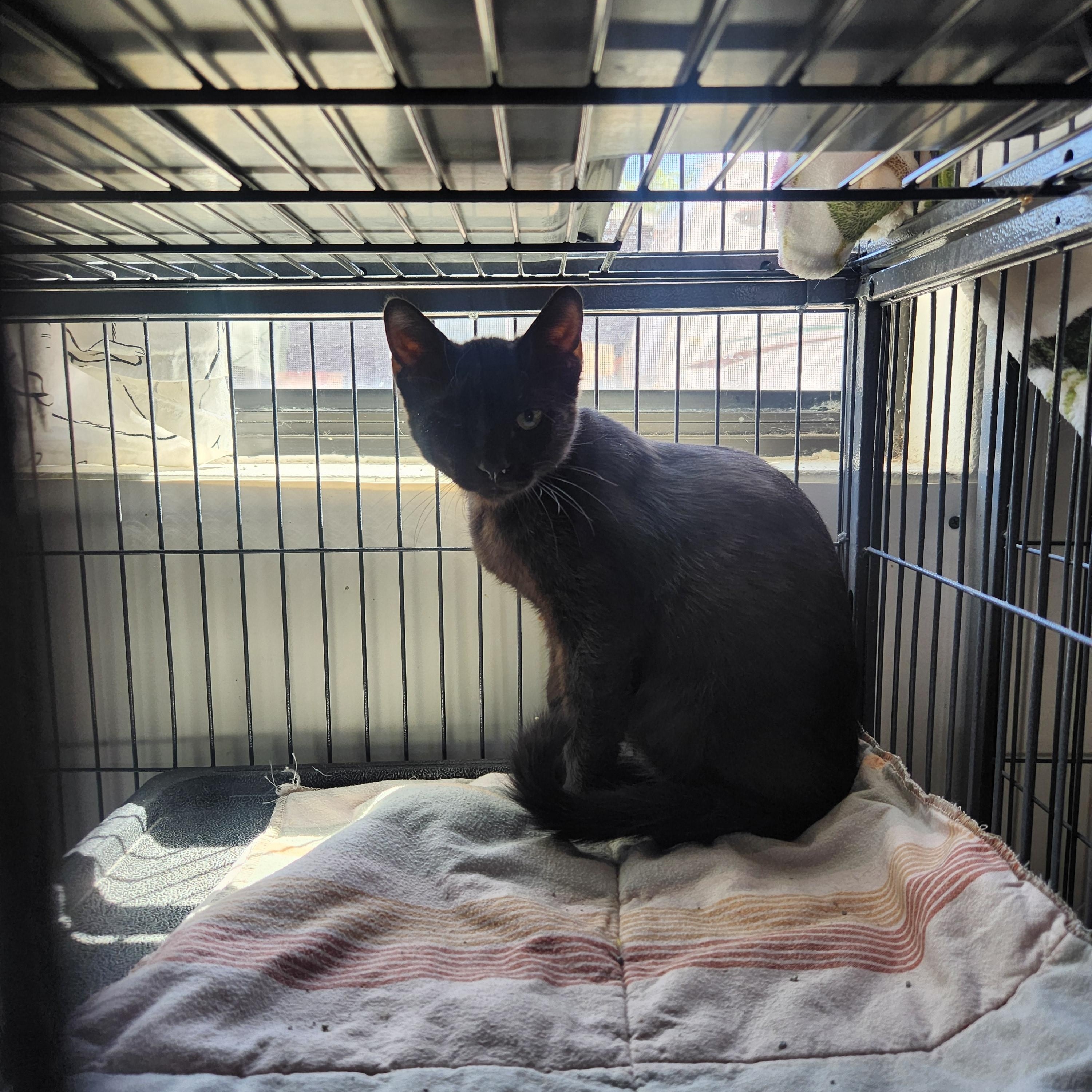 Sabastian, a ADOPTABLE Domestic Short Hair in Yarnell, AZ image 3/3