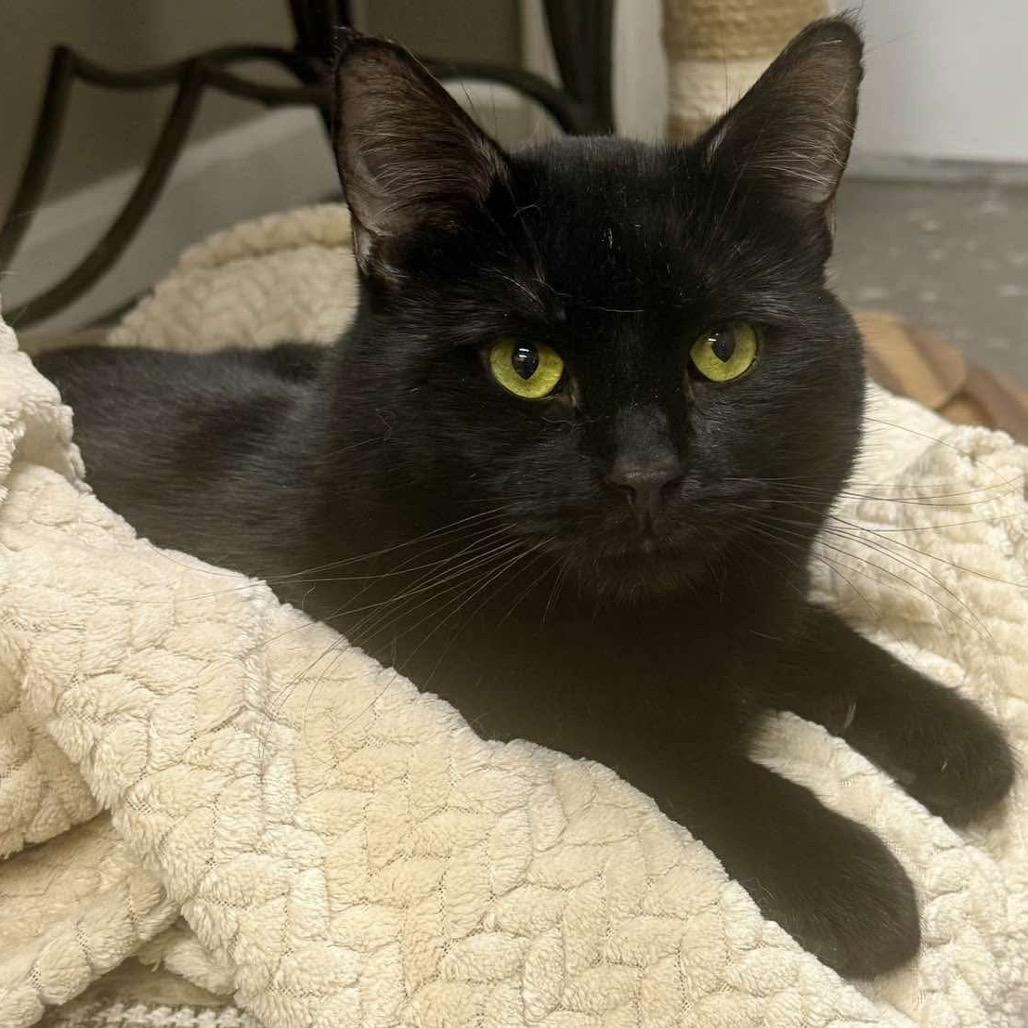 Enlarge TChalla, a Adoptable Domestic Short Hair in Stoughton, WI image 1/1