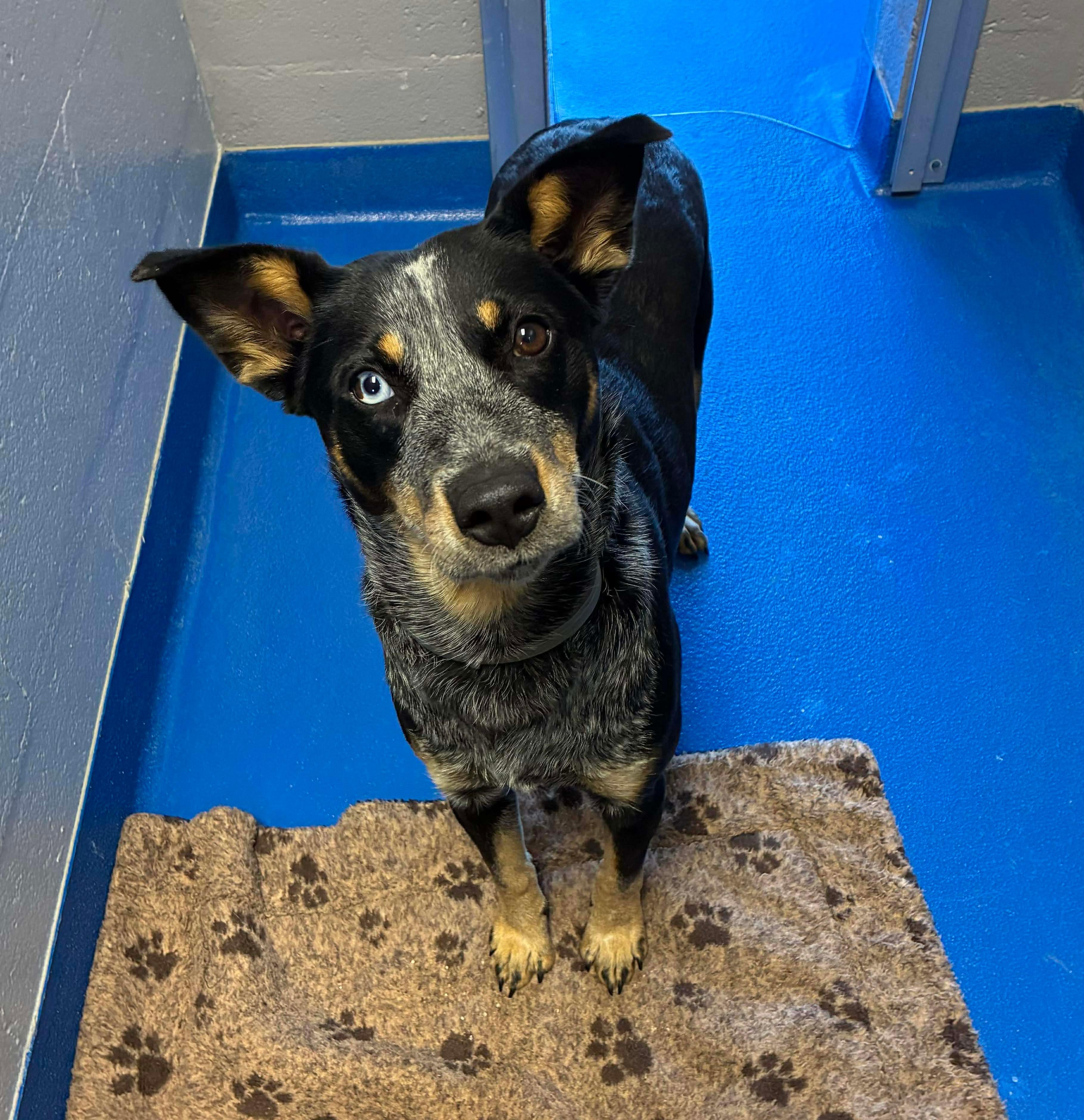Franny, ADOPTABLE, Young Female Cattle Dog.