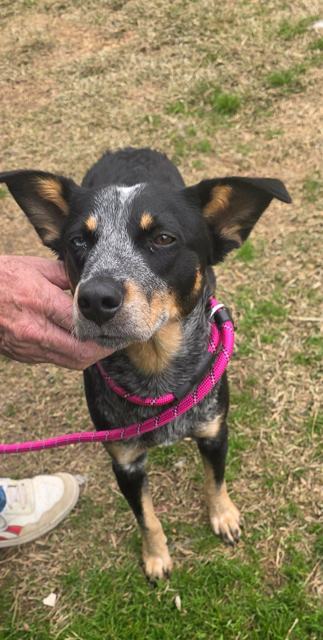 Enlarge Franny, an adopted mixed breed in Lancaster, SC image 2/2