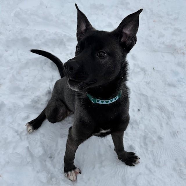 Wolfie, ADOPTABLE, Young Male Shepherd & Terrier.