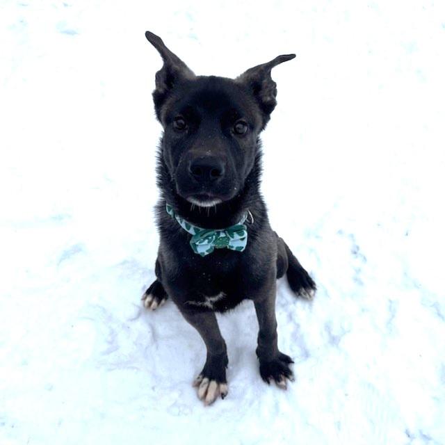 Wolfie, ADOPTABLE, Young Male Shepherd & Terrier.