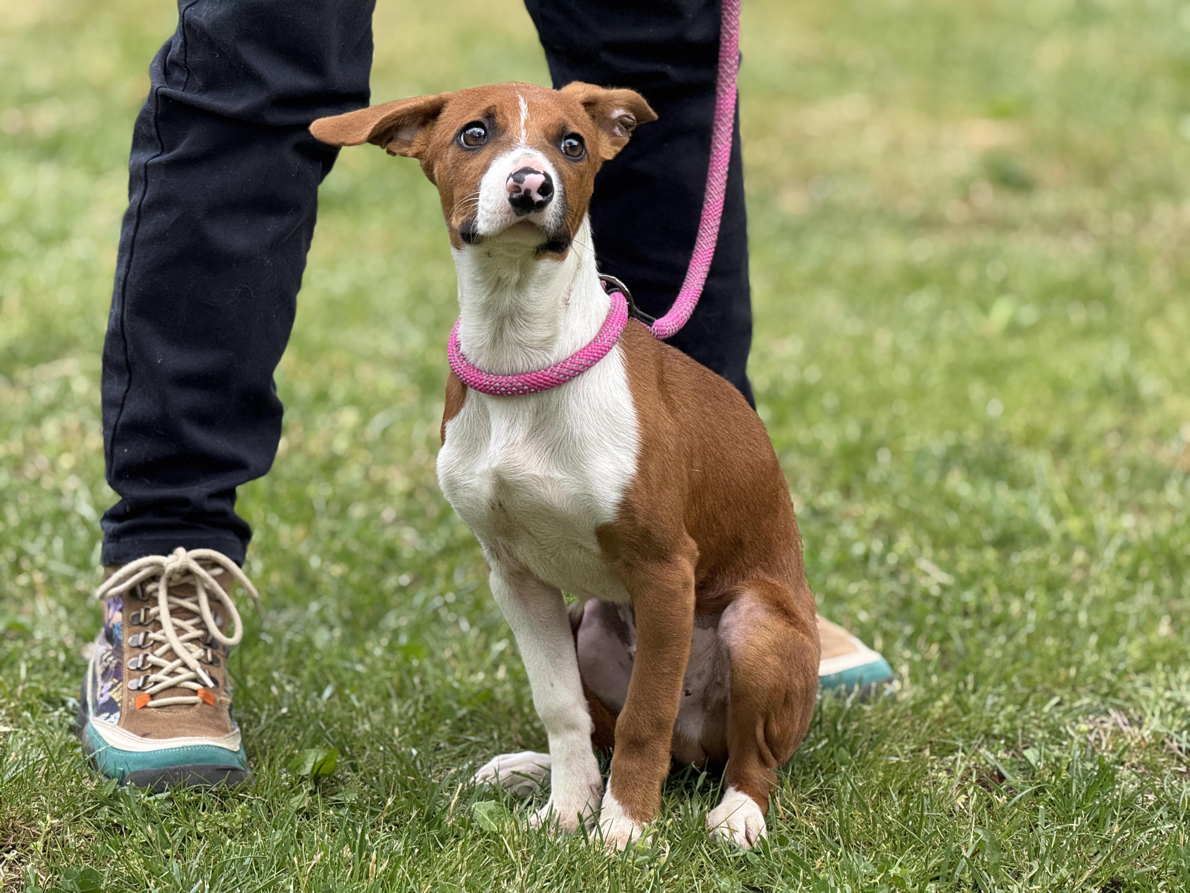 Enlarge Freddy Mercury , an adopted mixed breed in Richmond, VA image 3/6