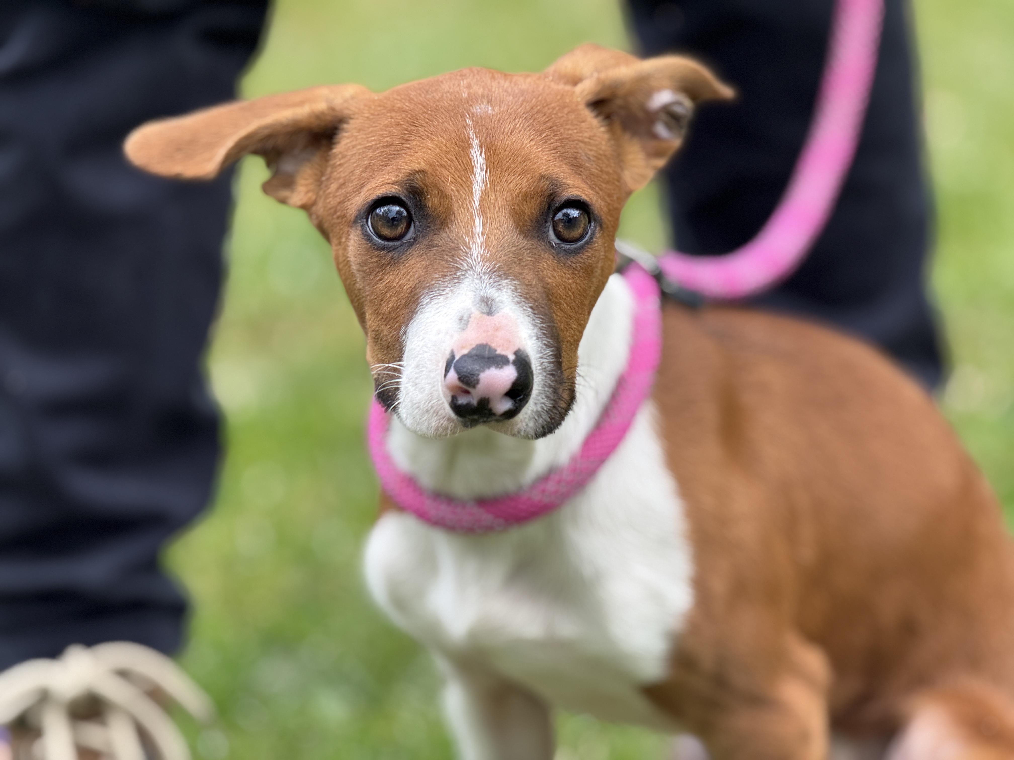 Enlarge Freddy Mercury , an adopted mixed breed in Richmond, VA image 4/6