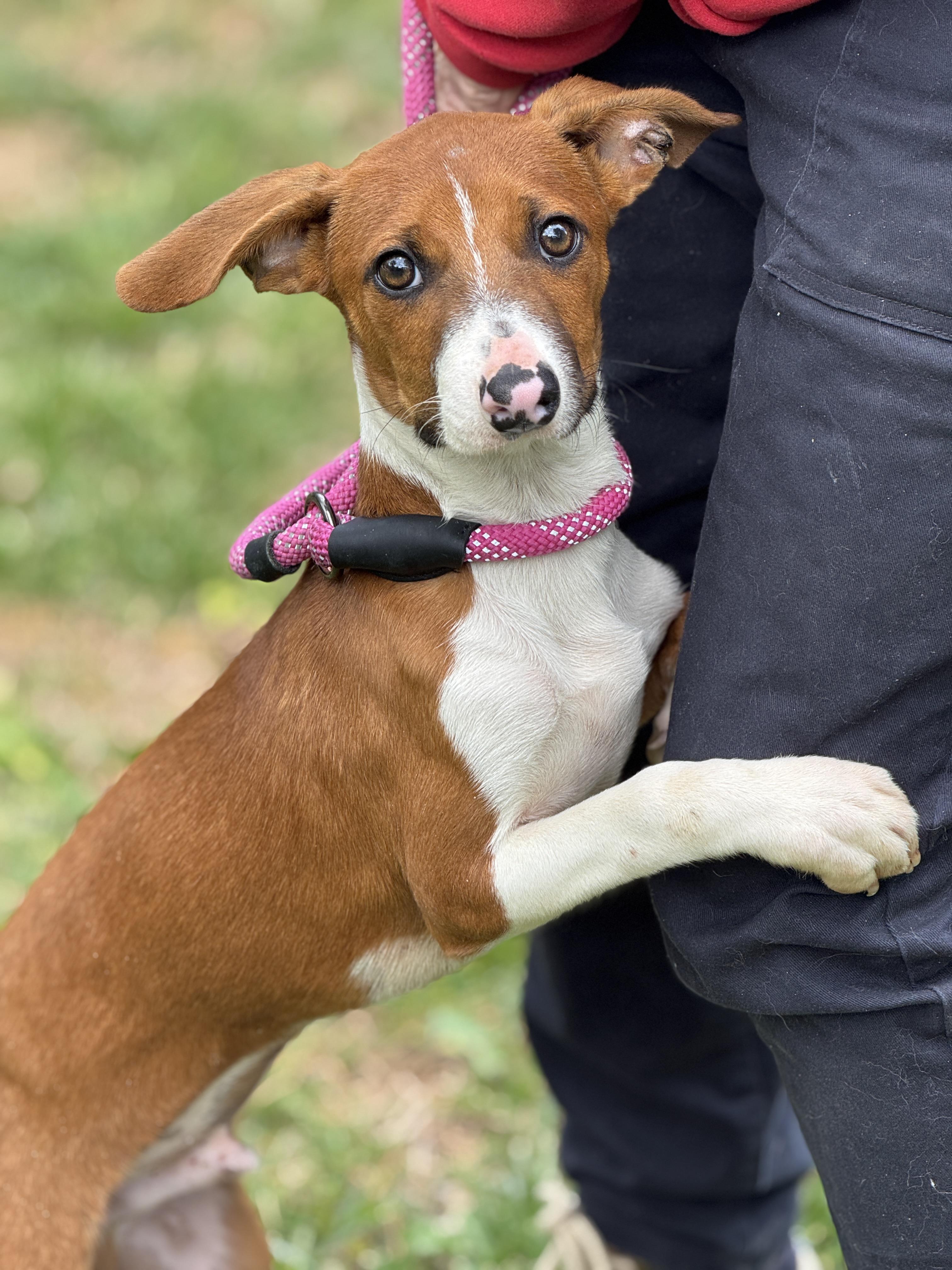Enlarge Freddy Mercury , an adopted mixed breed in Richmond, VA image 1/6