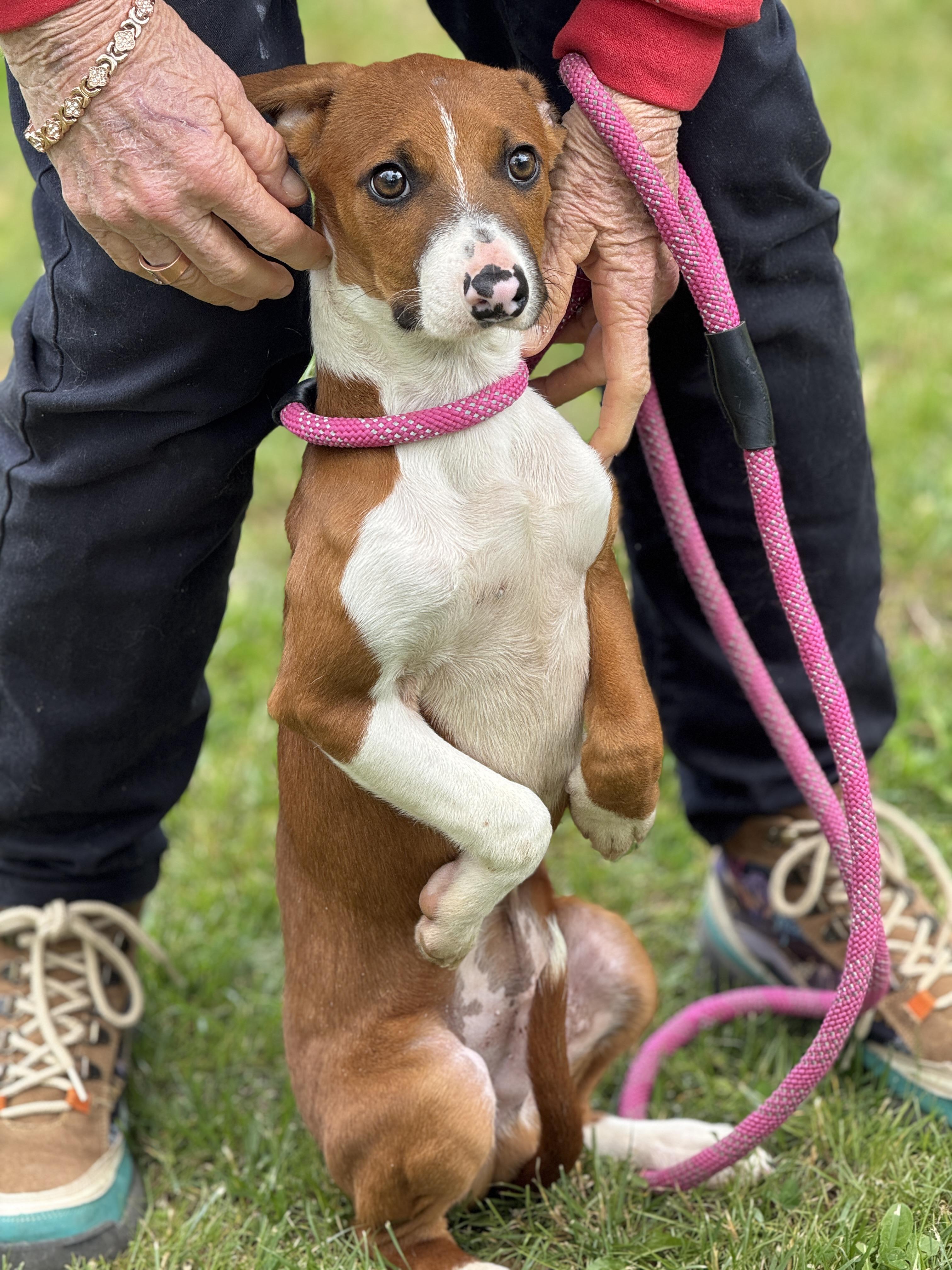 Enlarge Freddy Mercury , an adopted mixed breed in Richmond, VA image 5/6