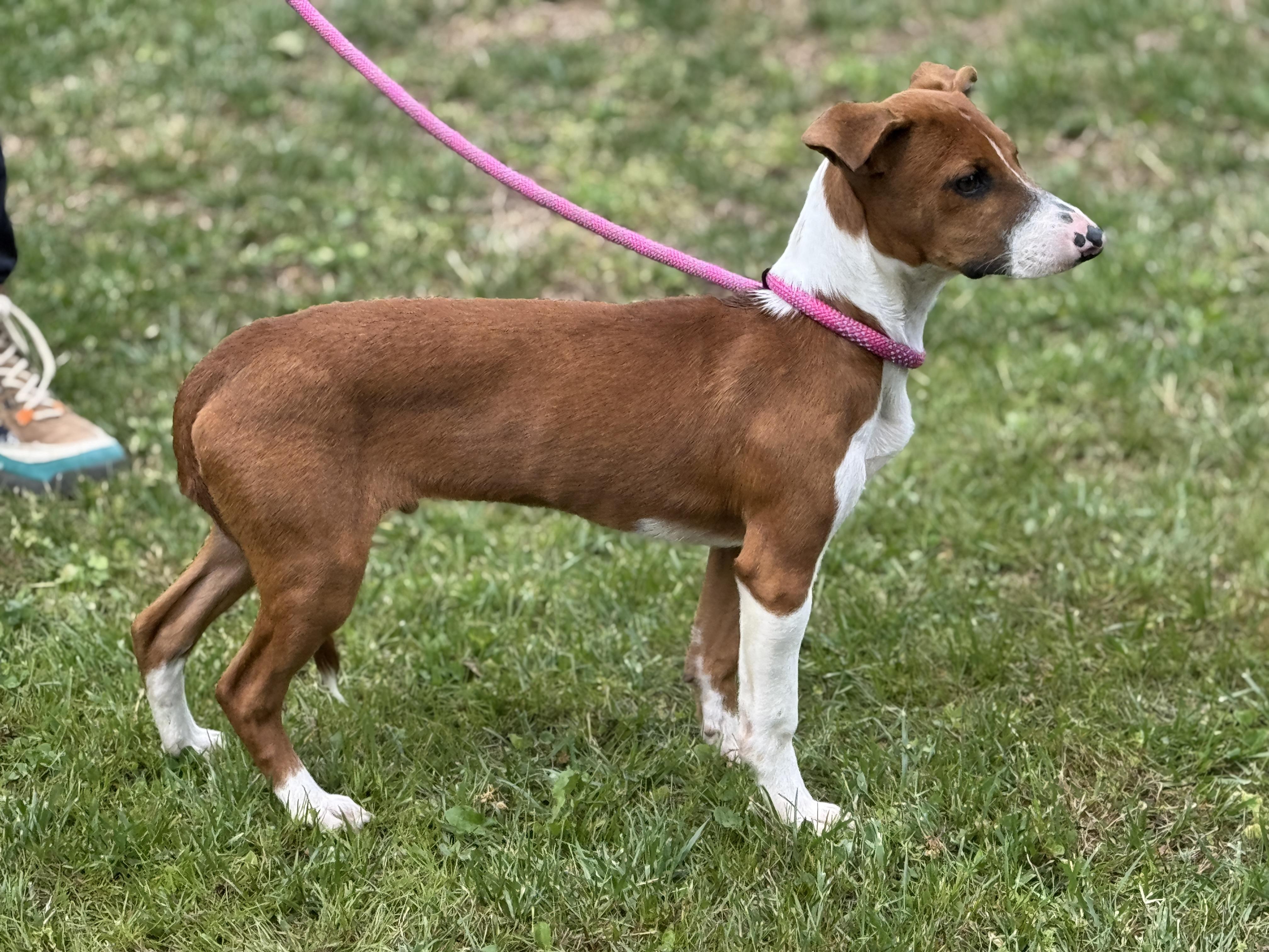 Enlarge Freddy Mercury , an adopted mixed breed in Richmond, VA image 2/6
