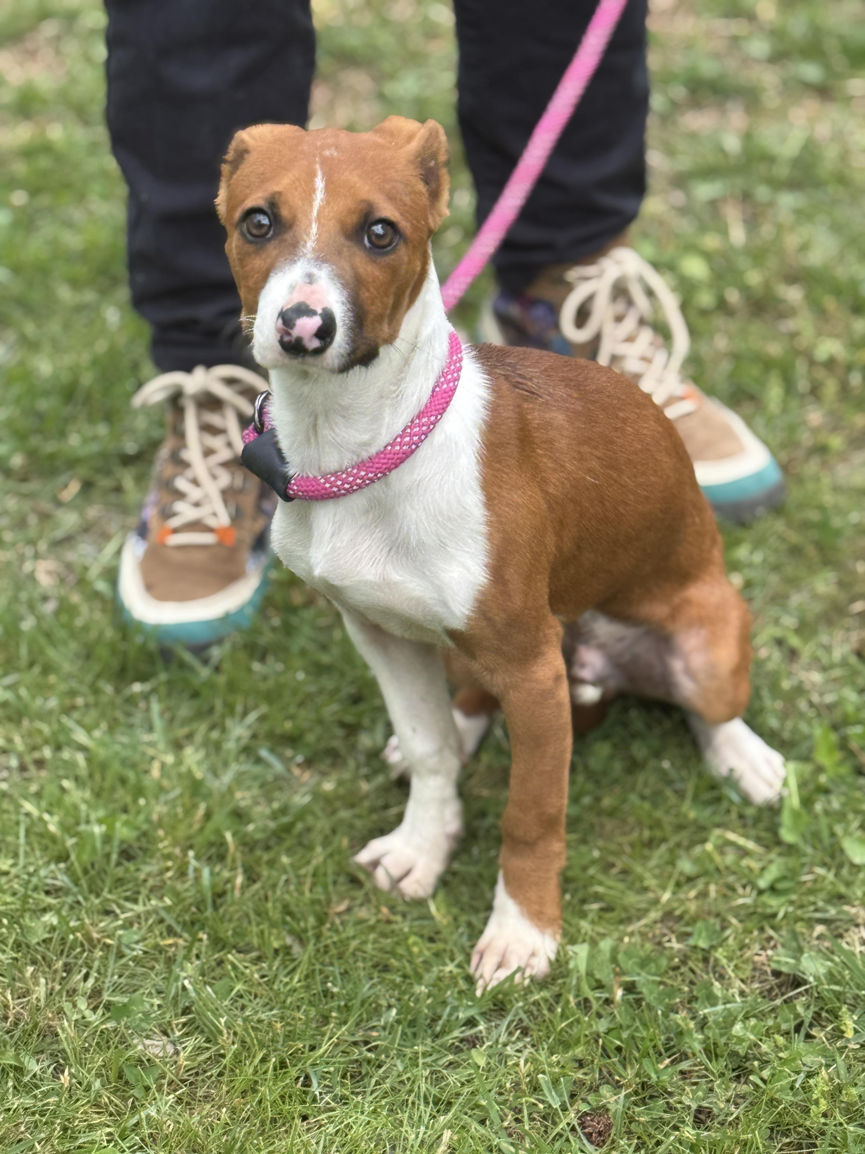 Enlarge Freddy Mercury , an adopted mixed breed in Richmond, VA image 6/6