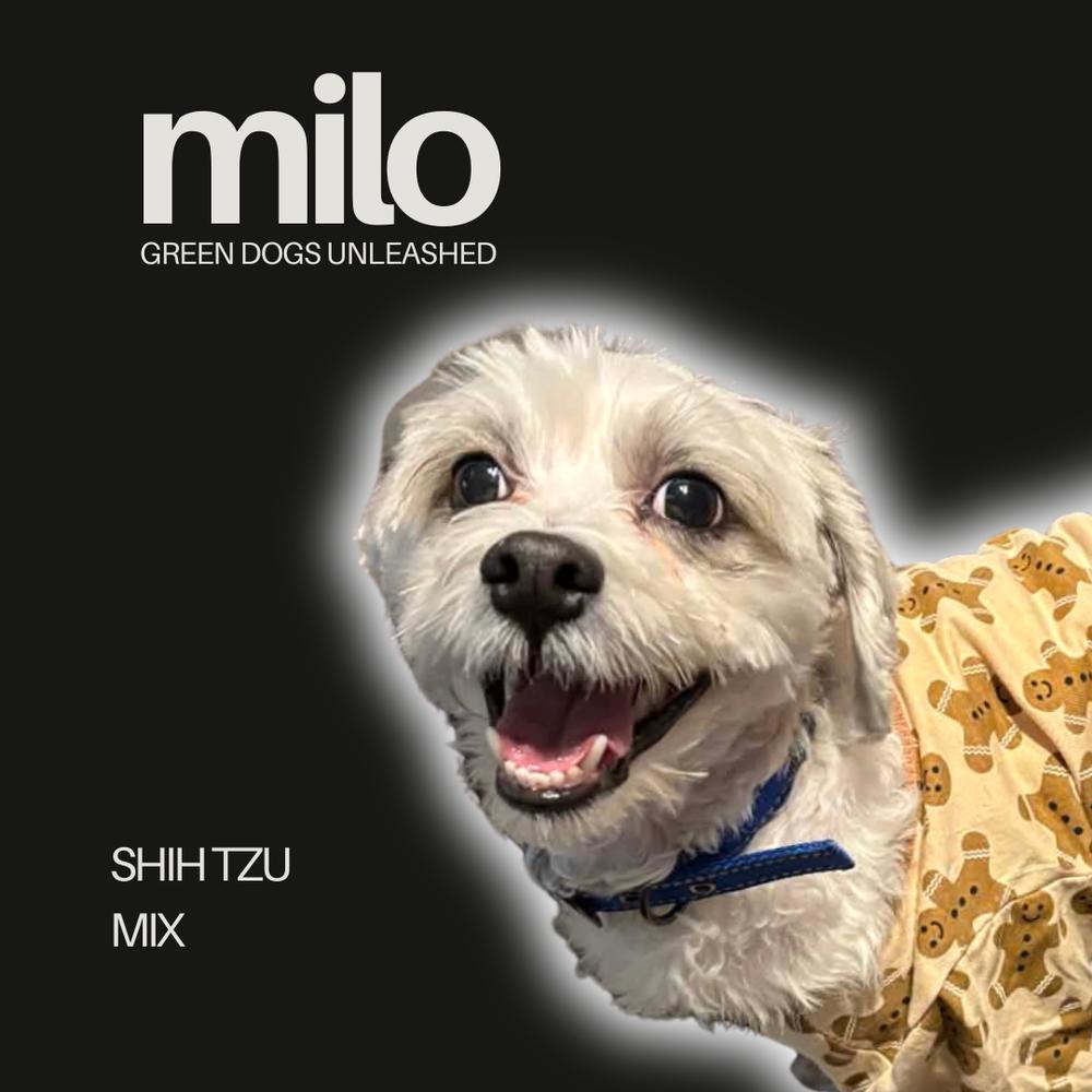 Enlarge Milo, a Adoptable mixed breed in Troy, VA image 1/6