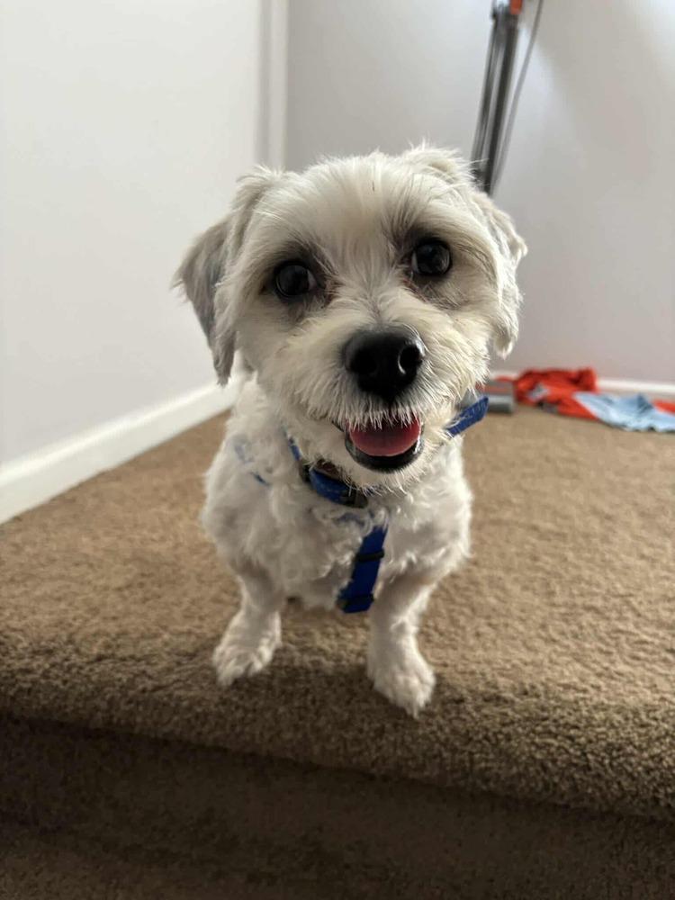 Enlarge Milo, a Adoptable mixed breed in Troy, VA image 2/6