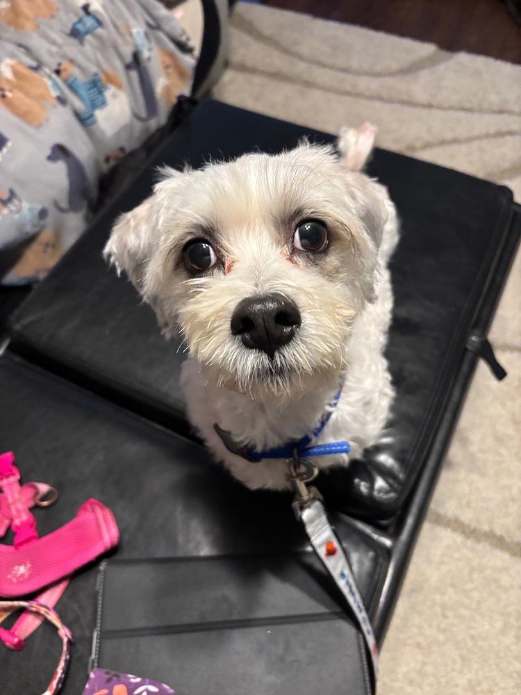 Enlarge Milo, a Adoptable mixed breed in Troy, VA image 3/6