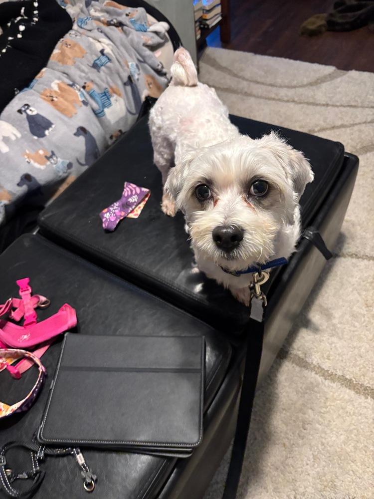 Enlarge Milo, a Adoptable mixed breed in Troy, VA image 4/6