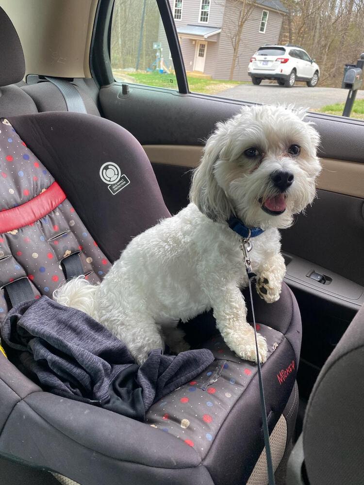 Enlarge Milo, a Adoptable mixed breed in Troy, VA image 5/6