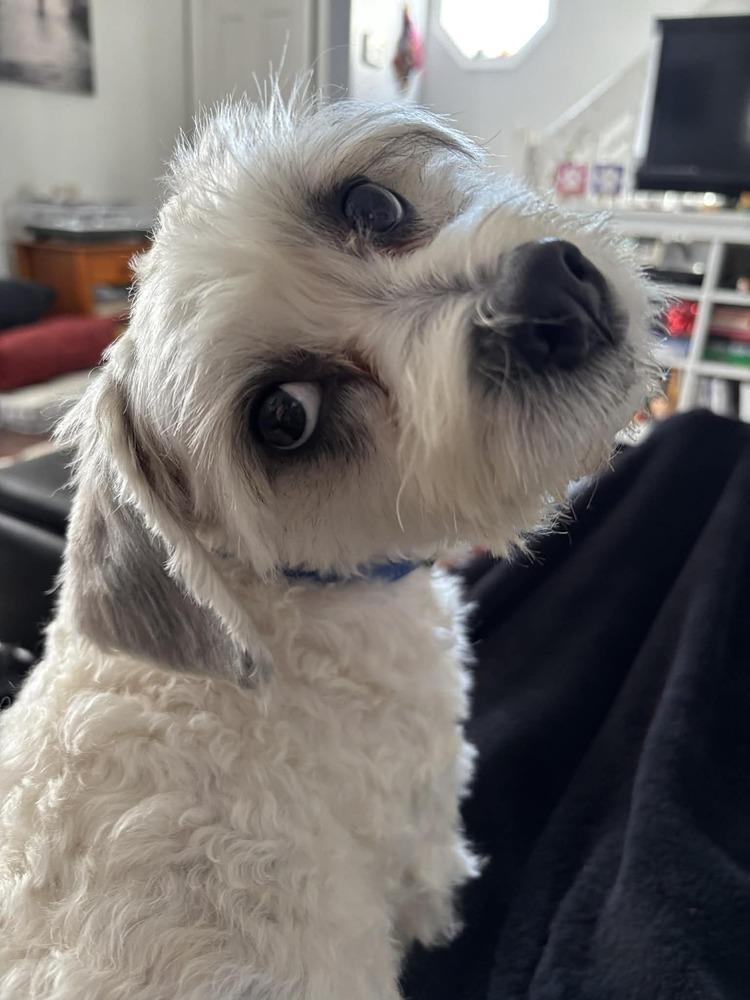 Enlarge Milo, a Adoptable mixed breed in Troy, VA image 6/6